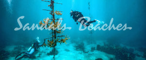 Fantastic Scuba Diving Program
