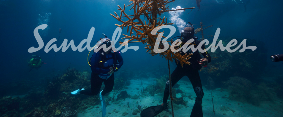 Scuba Diving
